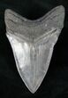 Sharp Fossil Megalodon Tooth #12301-2